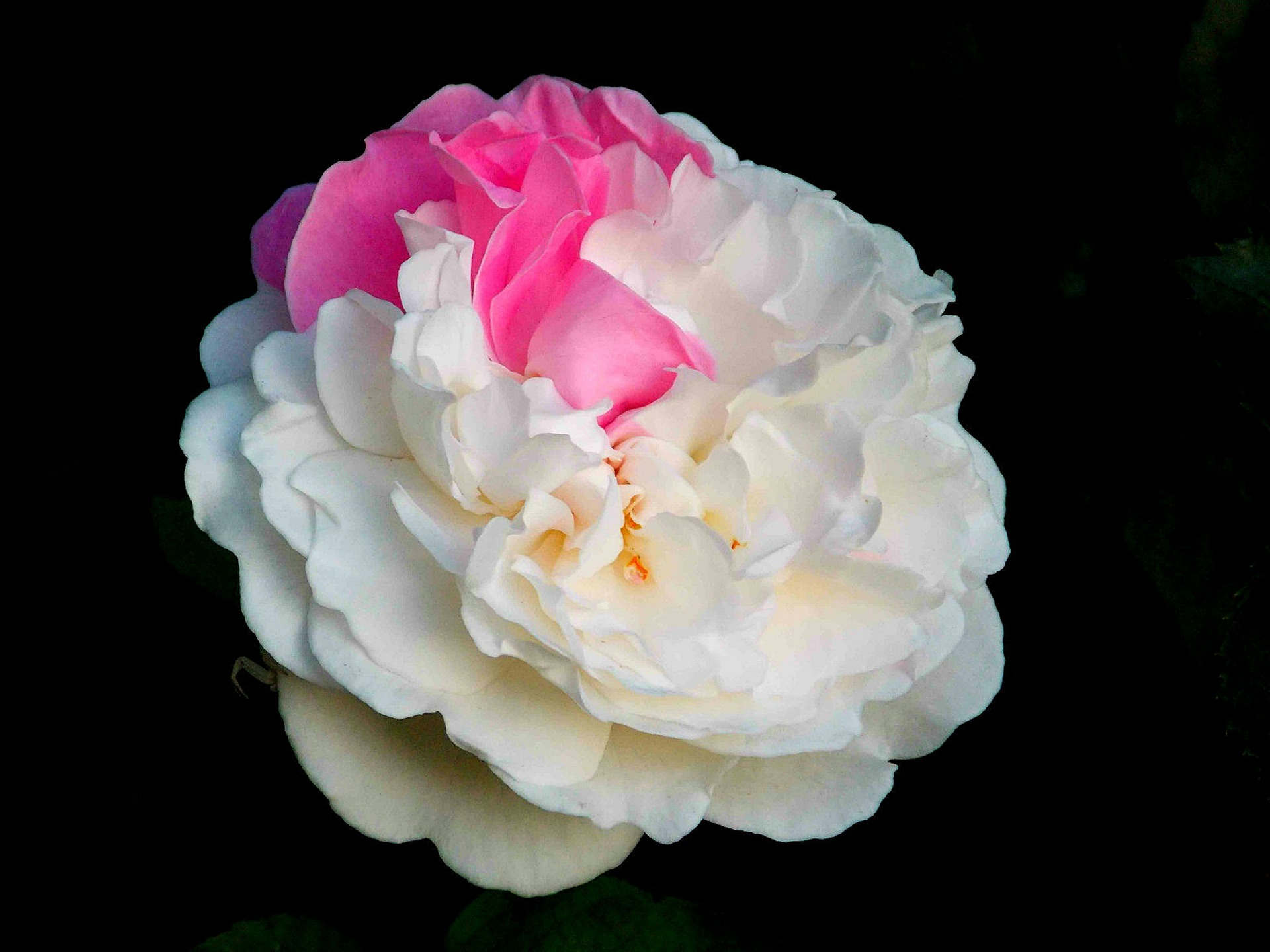 rose-369106_1920 - Copy